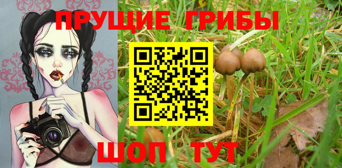 Галлюциногенные грибы Psilocybine cubensis  Вход с VPN  Псилоцибиновые грибы Magic Shrooms  Карачаевск 